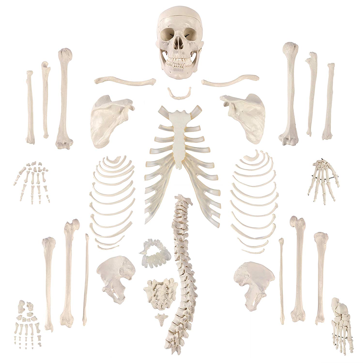 Skeleton